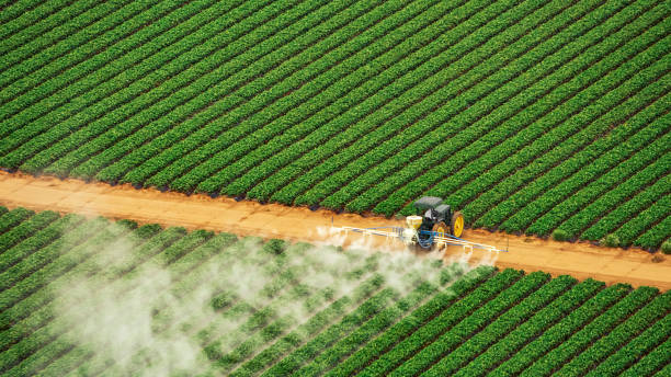 Best Ant Control Services  in Youngsville, LA