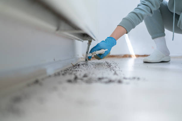 Best Spider Control Near Me  in Youngsville, LA